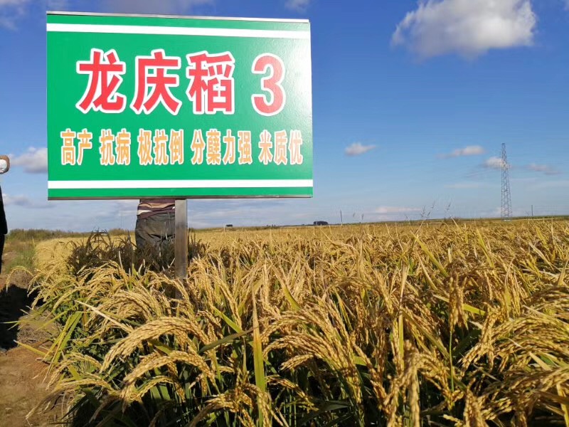 龙庆稻3
