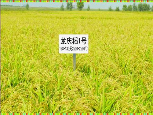 龙庆稻1